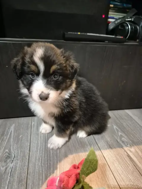 Berger Australien  Chiot N°5