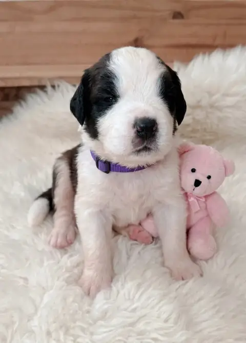 Chien Du Saint-