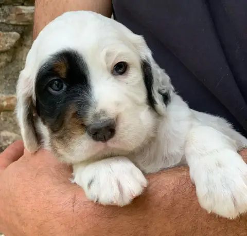 Adopter Setter Anglais  Chiot N°1 Des Etangs De La Bourie