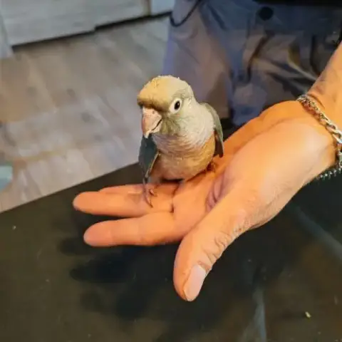 Petit Conure