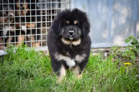 Dogue Du Tibet  Chiot 7 Du Haras Des Brumieres