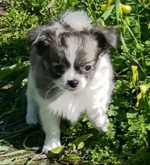 Chihuahua  Baloo D'Isula Cara photo 3