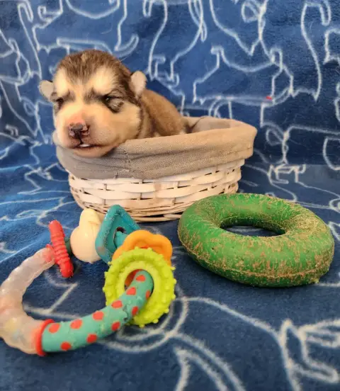 Alaskan Malamute photo 3