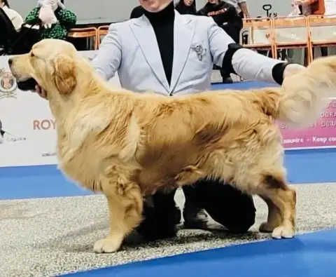 Golden Retriever  Mr Rouge Du Domaine Du Petit Perchi 34bf1 photo 2