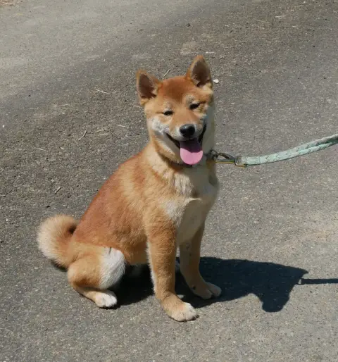 Shiba  Becka De La Source Des Rochettes