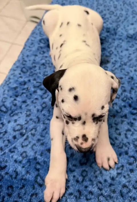 Dalmatien  Chiot N°7 Valma'S Signature photo 3
