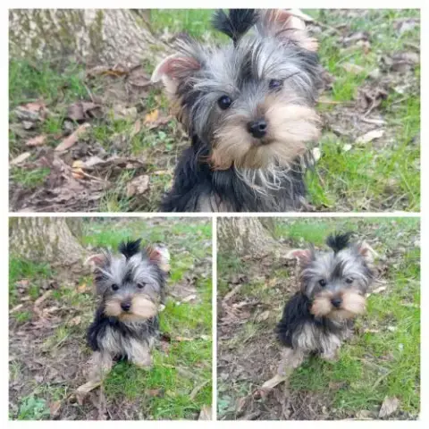Magnifique Chiot Femelle Yorkshire