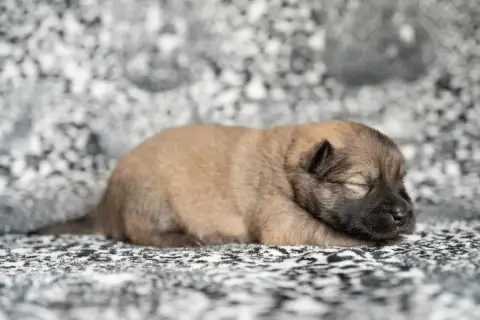 Eurasier  Miss Blanche Les Constellations Au Clair De cf2f6