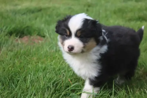 Berger Australien  Chiot N°5 Royal Fluffy
