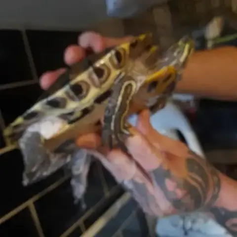 Tortue Trachemys