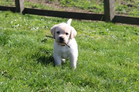 Labrador Retriever  Collier Orange Of The Little Snow 44266 photo 3