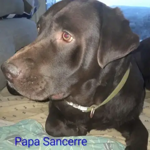 Saillie Labrador Chocolat