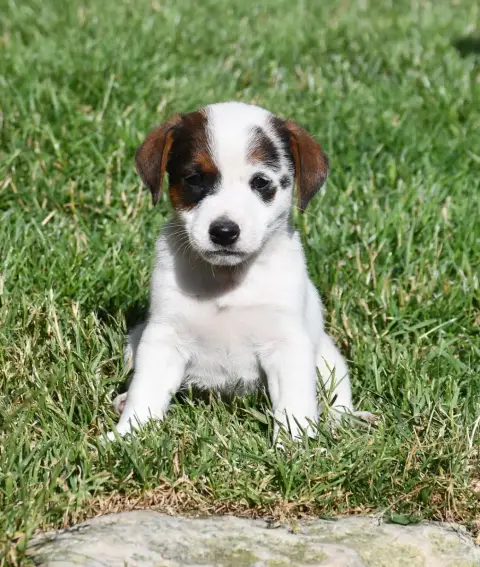 Jack Russell Terrier  Garçon 2 Du Pont Du Riot D'Esne 0c3fc