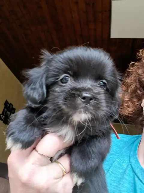 Epagneul Tibetain  Benji Du Jardin D'Holly