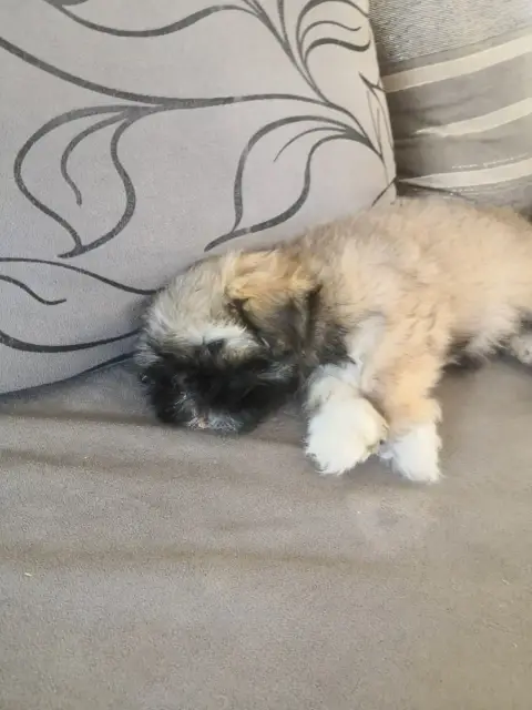 Lhassa Apso  Barbie A Pazzia D'Aurelia photo 2