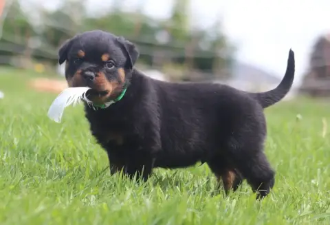 Rottweiler  Mâle Collier Vert Foncé De La Tour Gelee 73bc7