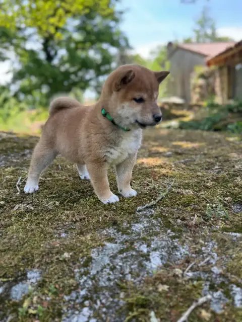 Shiba  Boun - photo 2