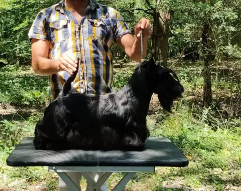 Scottish Terrier  Chiot N°2 Du Harpouy D'Auzan photo 2