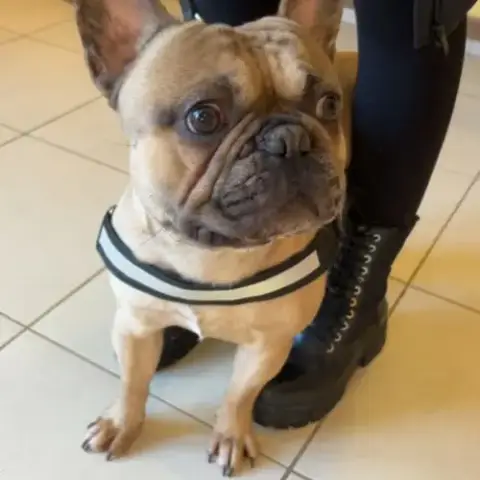 Saillie Bouledogue Français