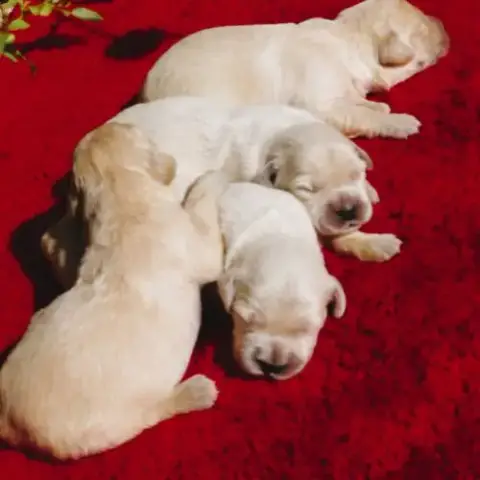 Superbes Chiots Golden Retriever Paca/Var/83