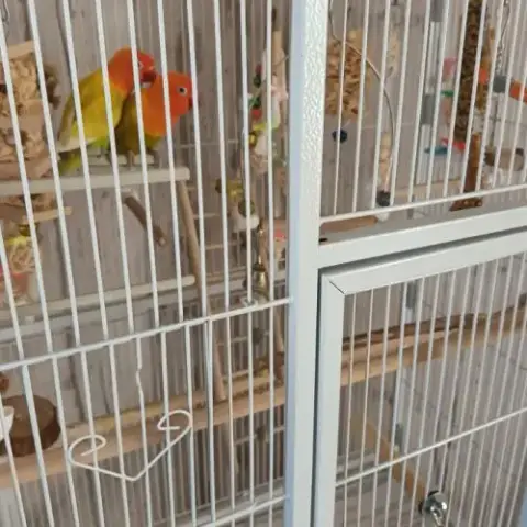 Deux Inséparable Avec Cage