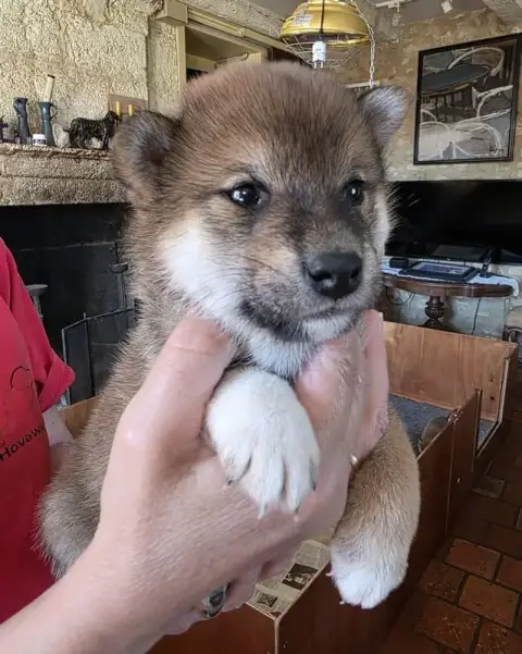 Shiba  Chiot 4 Cd Des Leus Altiers