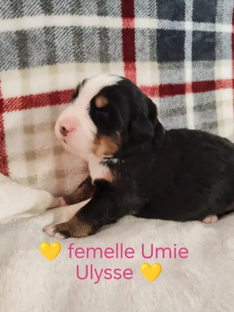 Adopter Bouvier Bernois 
                        Collier Jaun 17df4