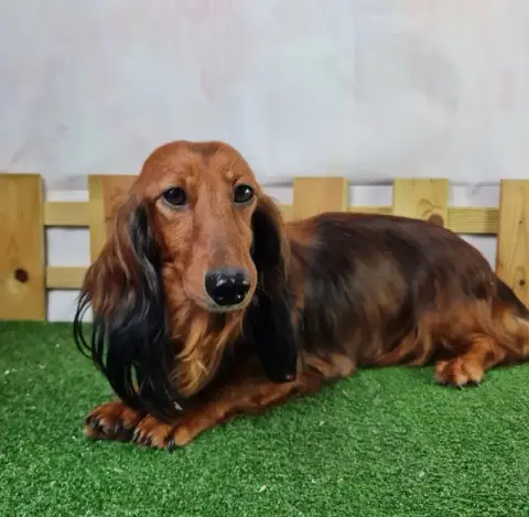 Teckel Poil Long  Chiot N°1 Du Hameau De Selcra