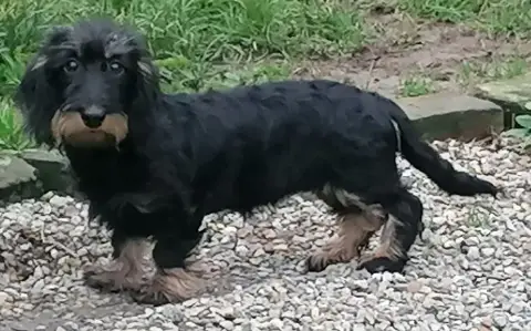 Teckel Poil Dur  Chiot N°1 De Chatoisillon photo 3