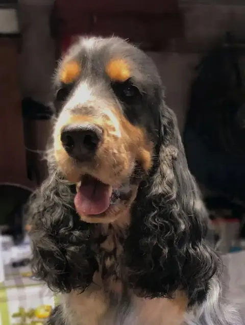 Cocker Spaniel Anglais  Chiot N°2 Brush Master photo 3