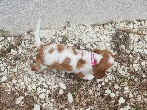 Cavalier King Charles Spaniel  B... Du Petit Brilloua 0a348 photo 2