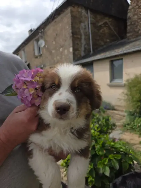 Berger Américain Miniature  Chiot 5 Leon De La Cité D edc23 photo 2
