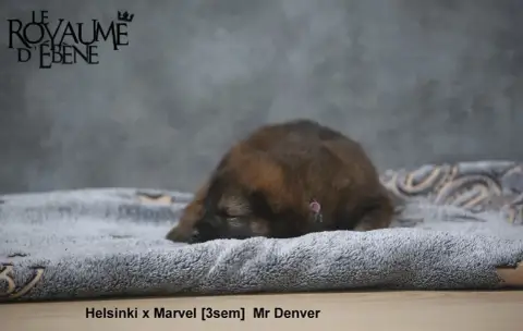 Eurasier  Mr Denver Du Royaume D'Ebène photo 3