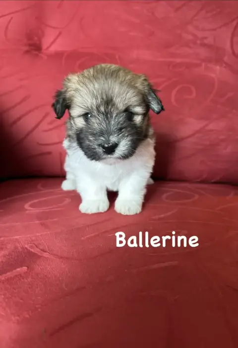 Coton De Tulear  Ballerine Des Filles De L'Etang