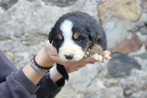 Bouvier Bernois  Chiot 6 De La Vallée De L'Hyrome