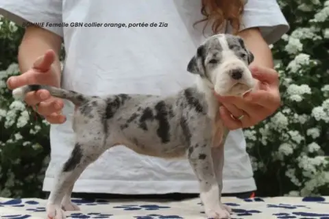 Dogue Allemand  Bonnie Du Clos Du Bonheur photo 3