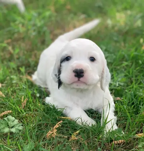 Adopter Setter Anglais  Chiot N°3 Des Etangs De La Bourie