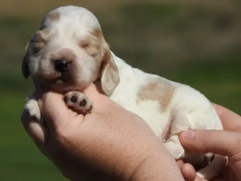 Cocker Spaniel Anglais  Mâle Orange Et Blanc Rouan Du 9461b