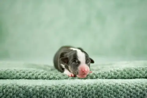 Berger Américain Miniature