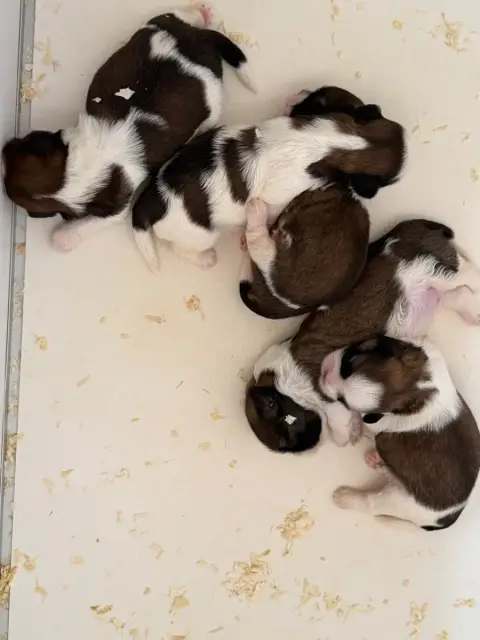 Shih Tzu  Chiot N°1 Du Moulin De Madjurie