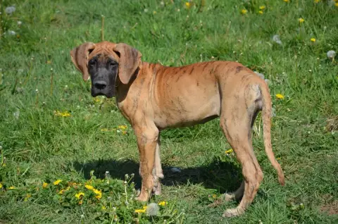 Dogue Allemand  Biscotte Collier Rose Foncé Des Zamou 71e26