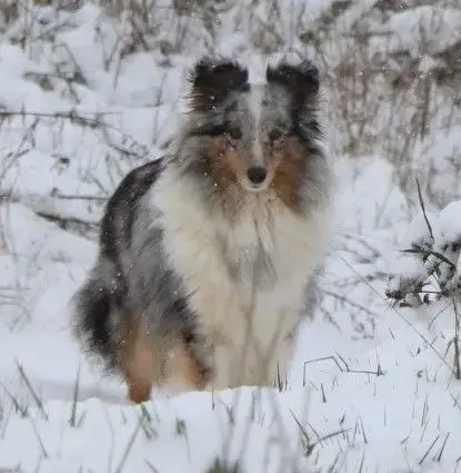 Shetland Sheepdog  Bazil De La Vallée Du Vrin photo 3