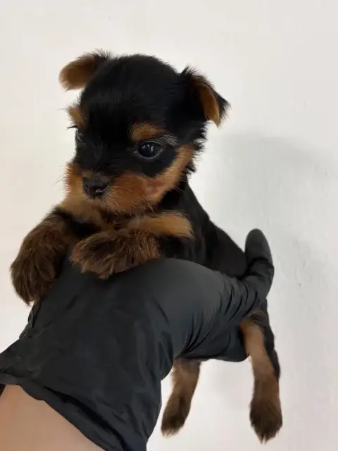 Yorkshire Terrier  Chiot N°2 De La Choupette Family c6700 photo 3