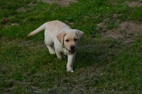 Labrador Retriever  Bullit Des Feux D'Or