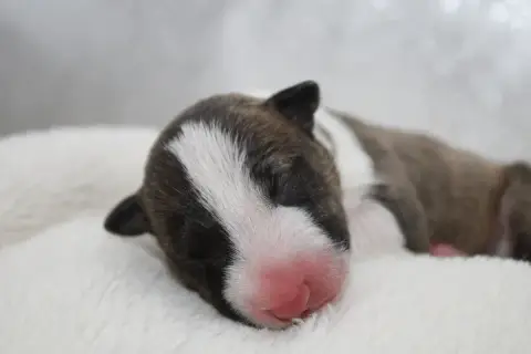 Bull Terrier Miniature  Chiot N°6 De L'Eternel De Gay 5d7fb