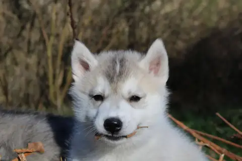 Siberian Husky photo 2