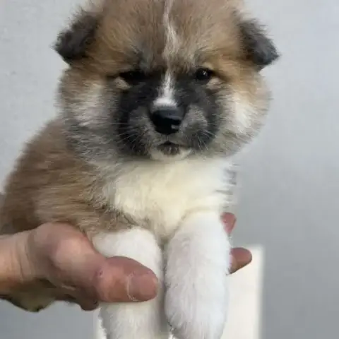 Chiots Akita Inu - 4 Semaines