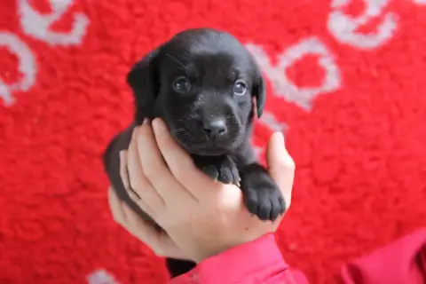 Labrador Retriever  Chiot N°9 Brush Master