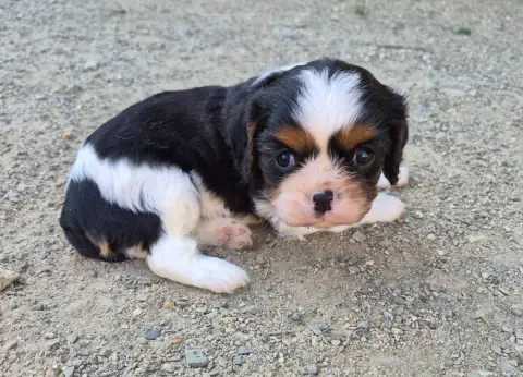 Cavalier King Charles Spaniel  B... De Paline photo 2