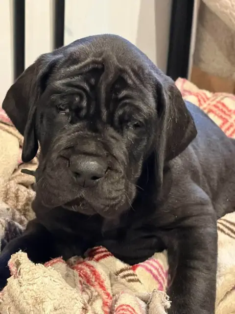 Dogue Allemand  Baloo Des Hobereaux De La Zorn photo 2